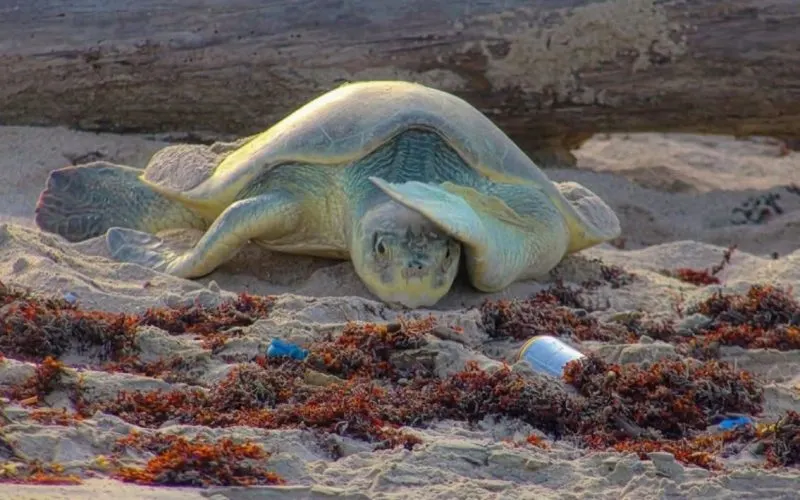 Arranca temporada de anidación con resguardo intensivo de nidos de tortuga lora