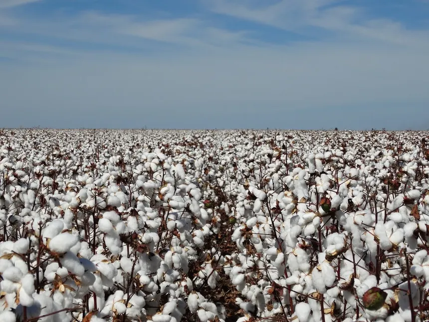 Agricultura y sanidad vegetal cierran filas contra el picudo del algodón en el sur