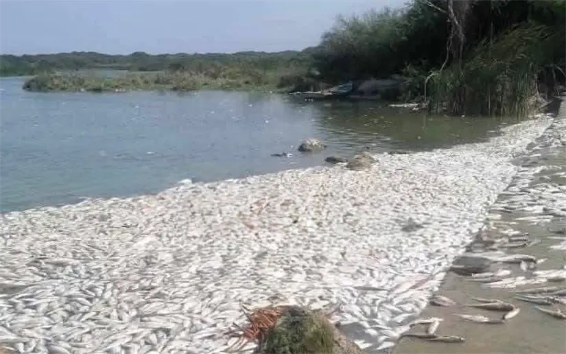 Descartan afectación al consumo humano y a la pesca tras mortandad de peces en el
