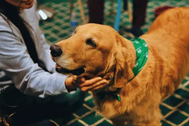El cuidado responsable de mascotas suma bienestar comunitario