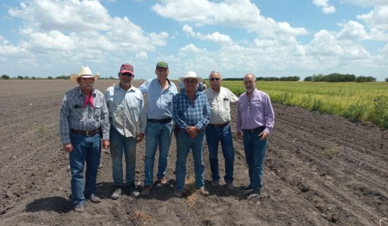 Frijol guar amplía alternativas de producción agrícola en el norte de Tamaulipas